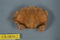 藏品(日本黃道蟹)的圖片